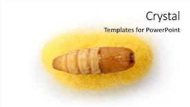  Presentation with chrysalis - Cool new presentation theme with cacoon - chrysalis silkworm up over silk backdrop and a white colored foreground