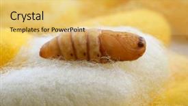  Presentation with worm - PPT layouts consisting of sericulture - chrysalis silkworm up over silk background and a yellow colored foreground