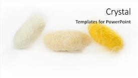  Presentation with silkworm - Beautiful presentation design featuring animal reproduction - closeup of three silkworm cocoon backdrop and a white colored foreground