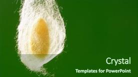  Presentation with worm - Slides enhanced with gusanos - cocoon of silkworm hanging background and a forest green colored foreground
