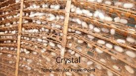  Presentation with sericulture - Audience pleasing PPT layouts consisting of sericulture - frame with silkworm cocoons backdrop and a coral colored foreground