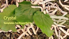  Presentation with eating - Amazing slide set having butterfly coccon - many silkworms eating mulberry leaves backdrop and a tawny brown colored foreground