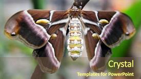  Presentation with sericulture - Slide deck featuring sericulture - silk butterfly samia ricini close-up background and a tawny brown colored foreground