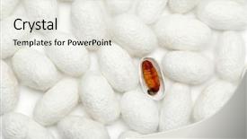  Presentation with silkworm - Slides featuring cacoon - silkworm chrysalis with cocoon background background and a sky blue colored foreground