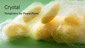  Presentation with silkworm - Amazing PPT theme having cacoon - silkworm cocoon many on silk backdrop and a seafoam green colored foreground