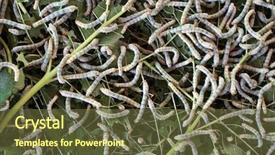  Presentation with sericulture - Colorful presentation theme enhanced with sericulture - small silkworms eating mulberry leaves backdrop and a tawny brown colored foreground
