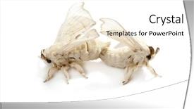  Presentation with reproduction - Presentation theme with butterfly coccon - two silkworm butterflies mating background and a white colored foreground