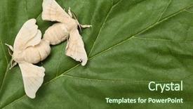  Presentation with silkworm - Amazing slides having animal reproduction - two silkworm butterflies mating backdrop and a tawny brown colored foreground