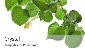  Presentation with branch - Cool new PPT layouts with sirupi - linden branch with flowers isolated backdrop and a white colored foreground