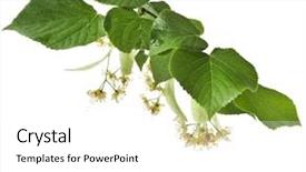  Presentation with white flowers of jasmine - Beautiful theme featuring sirupi - linden branch with flowers isolated backdrop and a  colored foreground