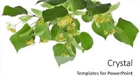  Presentation with white flowers - Colorful PPT layouts enhanced with sirupi - linden branch with flowers isolated backdrop and a white colored foreground