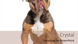  Presentation with bully - Theme enhanced with sitting-american-bully-dog-looking background and a coral colored foreground