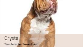  Presentation with bully - Presentation theme with sitting-american-bully-dog-looking background and a coral colored foreground