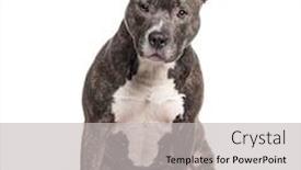  Presentation with bully - Theme with sitting-american-bully-isolated background and a light gray colored foreground