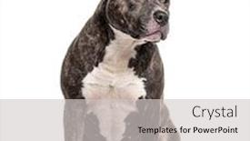  Presentation with bully - Slide deck with sitting-american-bully-isolated background and a light gray colored foreground