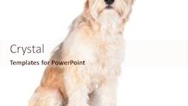  Presentation with alert - Slides consisting of sitting and alert mixed breed shaggy dog on white background and a sky blue colored foreground