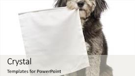  Presentation with 4 years old children and doctor - Cool new presentation design with sitting and holding a flag backdrop and a light gray colored foreground