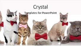  Presentation with cats - Slides featuring sitting and lying on white background and a lemonade colored foreground