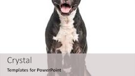  Presentation with american - Amazing PPT layouts having sitting-and-panting-american-staffordshire backdrop and a light gray colored foreground