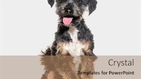  Presentation with dog - Presentation with sitting-and-panting-crossbreed-dog background and a coral colored foreground