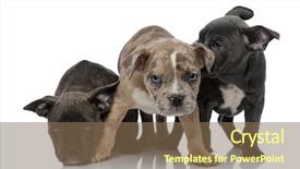  Presentation with bully - Presentation theme consisting of sitting and standing together being background and a violet colored foreground