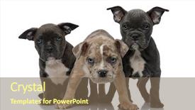  Presentation with bully - Beautiful slide set featuring sitting and standing together being backdrop and a violet colored foreground