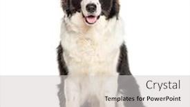  Presentation with australian - Colorful presentation design enhanced with sitting-australian-shepherd-dog-isolated backdrop and a light gray colored foreground