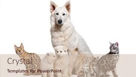  Presentation with suisse - Slide deck consisting of sitting-berger-blanc-suisse-dog background and a soft green colored foreground