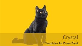  Presentation with paw - PPT theme having sitting-black-cat-looking-away background and a gold colored foreground