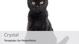  Presentation with black yellow - Slides featuring sitting-black-cat-yellow-eyed background and a white colored foreground