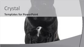  Presentation with tongue - Presentation design enhanced with sitting-black-pug-looking background and a light gray colored foreground