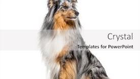  Presentation with blue - Presentation featuring sitting-blue-merle-sheltie-isolated background and a light gray colored foreground