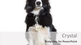  Presentation with border - Beautiful slide set featuring sitting-border-collie-looking backdrop and a white colored foreground