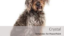  Presentation with brown - PPT layouts with sitting-brown-shaggy-korthals-griffon background and a light gray colored foreground