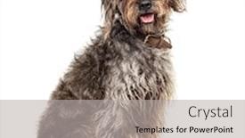  Presentation with brown - Slide deck having sitting-brown-shaggy-korthals-griffon background and a light gray colored foreground