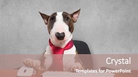  Presentation with dog - Presentation design enhanced with sitting bull - business dog using his computer background and a coral colored foreground