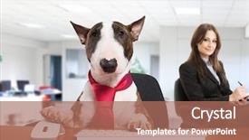  Presentation with dog - Amazing presentation theme having sitting bull - business dog using his computer backdrop and a coral colored foreground