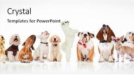  Presentation with dogs - Amazing presentation theme having sitting bull - large group of curious dogs backdrop and a white colored foreground