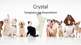  Presentation with dogs cats - PPT theme with sitting bull - large group of curious dogs background and a cool aqua colored foreground