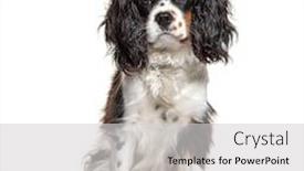  Presentation with tamil king - Audience pleasing theme consisting of sitting-cavalier-king-charles-isolated backdrop and a light gray colored foreground