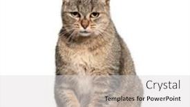  Presentation with cat - Audience pleasing slide set consisting of sitting-crossbreed-cat-isolated backdrop and a light gray colored foreground