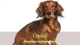  Presentation with dachshund - Slide set featuring sitting-dachshund-looking background and a tawny brown colored foreground