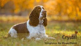  Presentation with puppy english cocker spaniel - PPT theme featuring sitting english cocker spaniel autumn background and a gold colored foreground