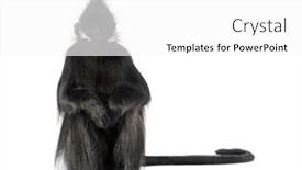  Presentation with langur - Slide set consisting of sitting-fran-ois-langur-looking background and a white colored foreground