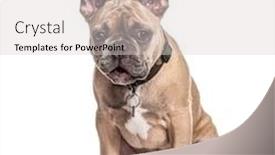  Presentation with sitting teddy bear isolated - Audience pleasing theme consisting of sitting-french-bulldog-with-collar backdrop and a light gray colored foreground