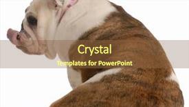  Presentation with study english abroad - Theme with sitting from the rear end background and a  colored foreground