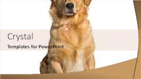  Presentation with cream - Slide deck consisting of sitting-golden-retriever-cream-looking background and a coral colored foreground