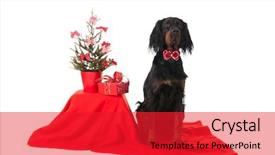  Presentation with dog templqtes - Presentation enhanced with sitting gordon setter dog near background and a  colored foreground
