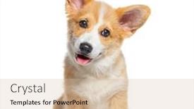  Presentation with welsh - Presentation design having sitting-happy-panting-puppy-welsh background and a soft green colored foreground