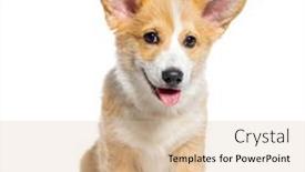  Presentation with welsh - Theme enhanced with sitting-happy-panting-puppy-welsh background and a lemonade colored foreground